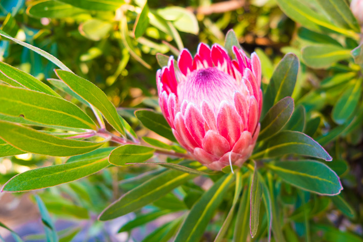 autumn flowers in mountains-001