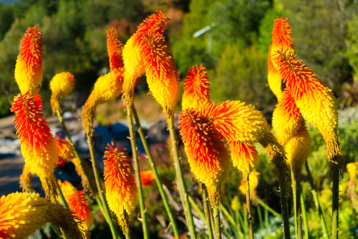 autumn flowers in mountains-003