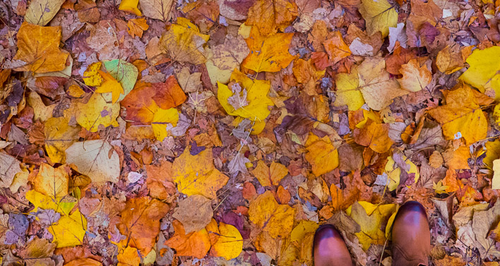 Autumn Colors In Blue Mountains