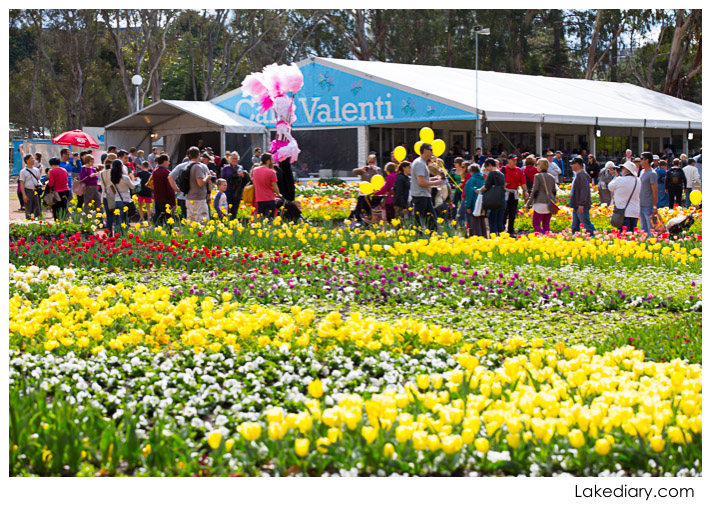 canberra floriade