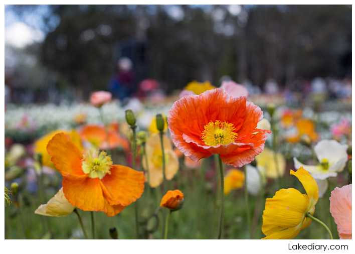 Canberra floriad