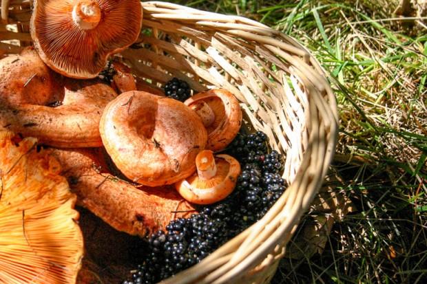 mushroom picking australia milk caps