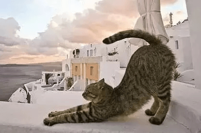 cat stretching