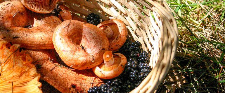 mushroom picking australia milk caps