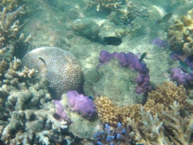 snorkelling - Great Barrier Reef