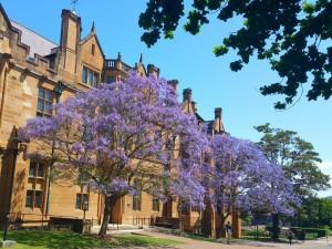5 Best Jacaranda Spots In NSW